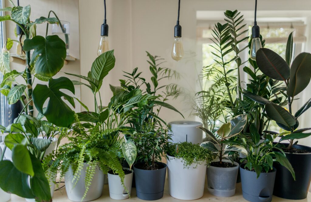 Small Balcony Garden